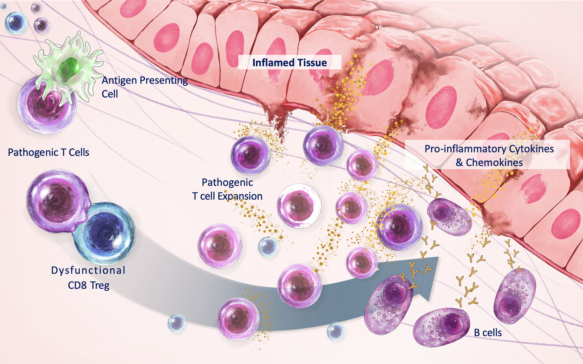 CD8 Treg Dysfunction illustration