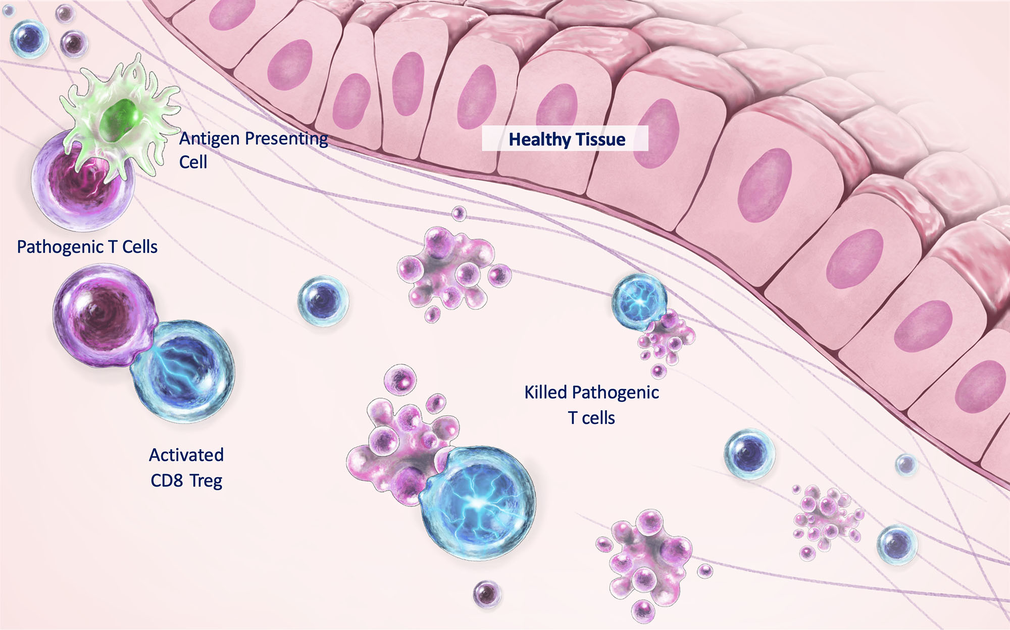 Healthy Immune System illustration