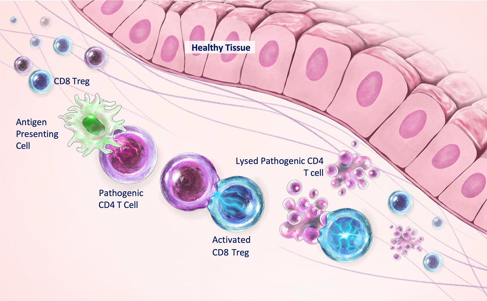 Healthy Immune System illustration