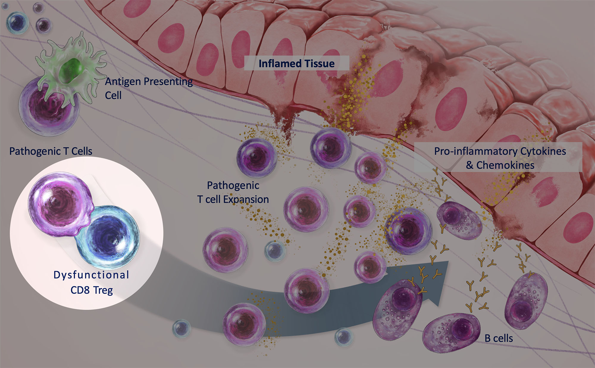 CD8 Treg Modulators illustration